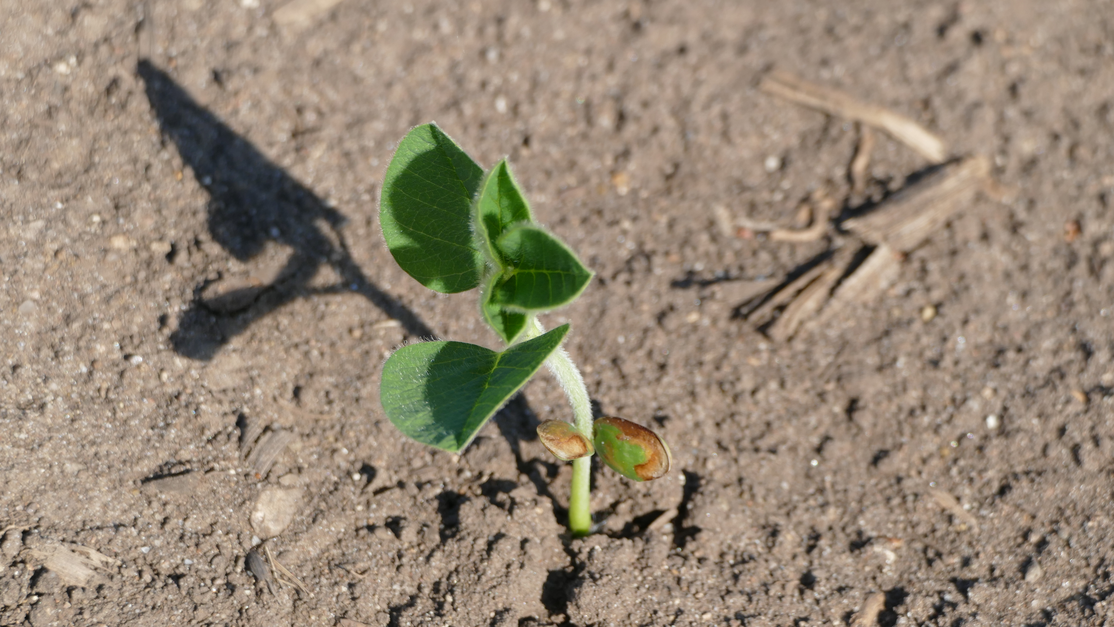 Injured soybean cotyledons.
